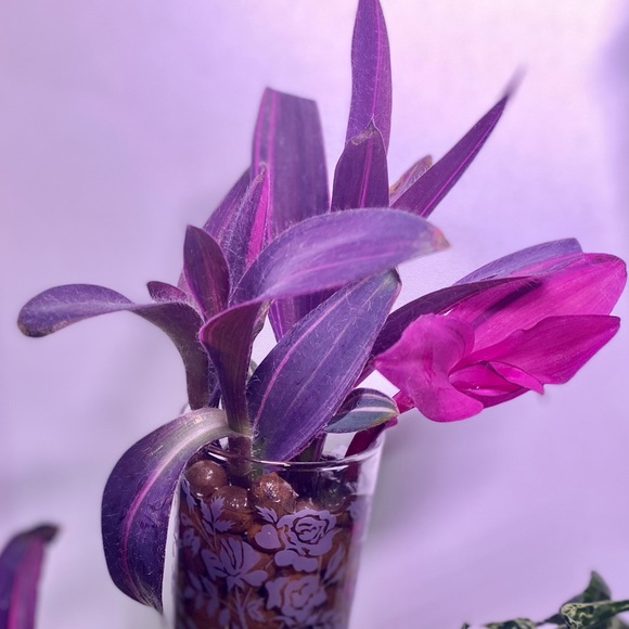 (3) Rare tradescantia variegated pallida ‘pink stripe’ cuttings - Picture 10 of 12